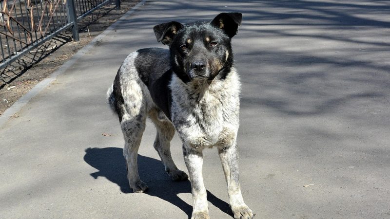 (Фото: pixabay.com/СОО) | Epoch Times Россия