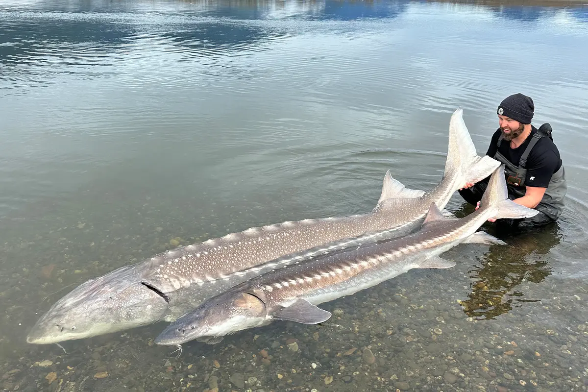 Форрест Галанте позирует с двумя большими осетрами на реке Фрейзер. (Courtesy of Yves Bisson) Биолог выловил 230-килограммового осетра на реке Фрейзер в Канаде