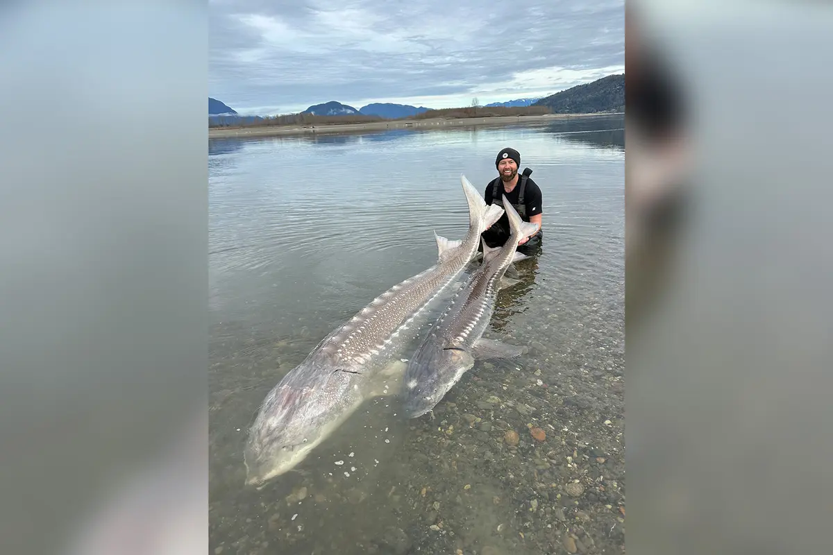 Форрест Галанте позирует с двумя большими осетрами на реке Фрейзер. (Courtesy of Yves Bisson) Биолог выловил 230-килограммового осетра на реке Фрейзер в Канаде