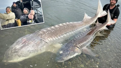 Биолог выловил 230-килограммового осетра на реке Фрейзер в Канаде