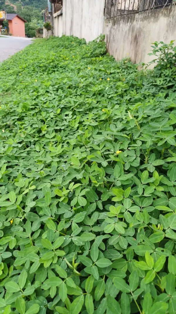 Севооборот: простой, проверенный временем секрет больших урожаев и здорового огорода