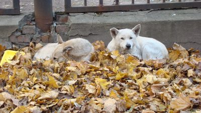 В Казани жители протестуют против закона об усыплении бродячих собак