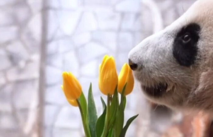 (скриншот/ t.me/svetlanaakulova1) | Epoch Times Россия