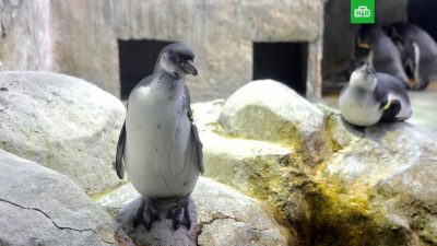 В Московском зоопарке родились пингвинята Гумбольдта и птенец баклана