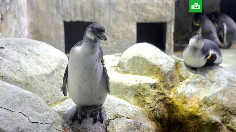 (Пресс-служба Департамента культуры города Москвы) | Epoch Times Россия