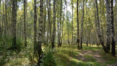 В России в 2025 году восстановят не менее 1,3 млн га леса