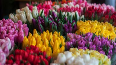 В Госдуме намерены сдержать рост цен на цветы перед праздниками