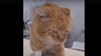 В Санкт-Петербурге умер кот, просидевший на могиле хозяина в Дагестане 7 лет