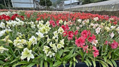 Чарующая красота амариллиса: цветущий рай на Тайване (видео)