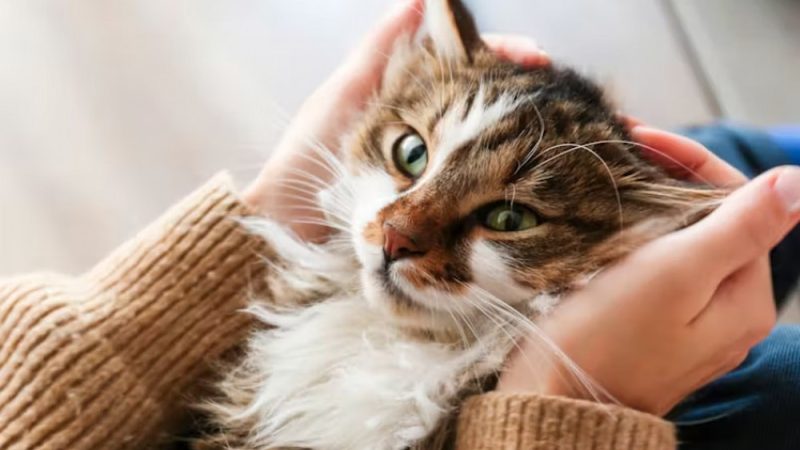 Аллергия может быть изнурительной для тех, кто ею страдает — тем более, если причиной аллергической реакции является любимый питомец. (evrymmnt via Shutterstock) | Epoch Times Россия