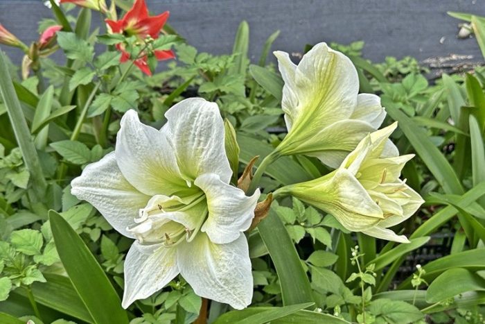 Чарующая красота амариллиса: цветущий рай на Тайване (видео)