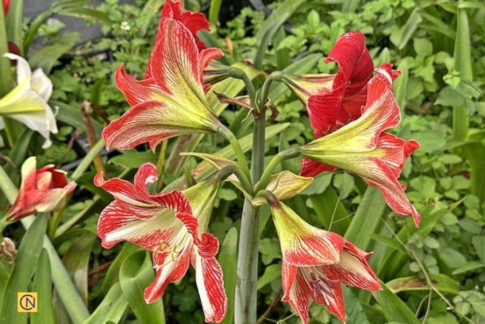 Чарующая красота амариллиса: цветущий рай на Тайване (видео)