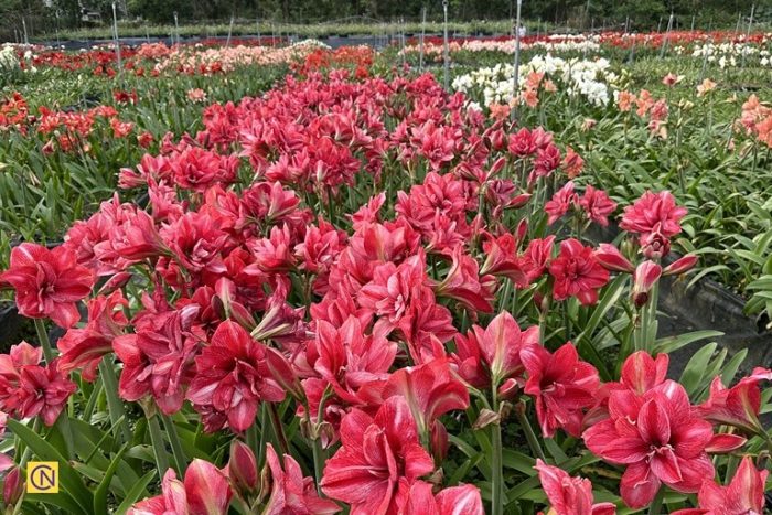 Чарующая красота амариллиса: цветущий рай на Тайване (видео)