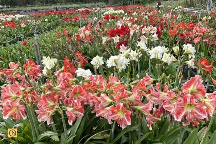 Чарующая красота амариллиса: цветущий рай на Тайване (видео)