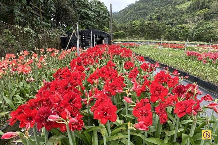 Чарующая красота амариллиса: цветущий рай на Тайване (видео)