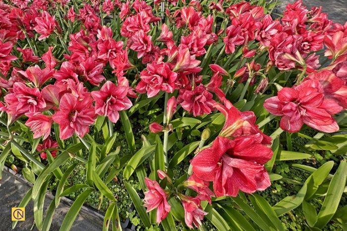 Чарующая красота амариллиса: цветущий рай на Тайване (видео)