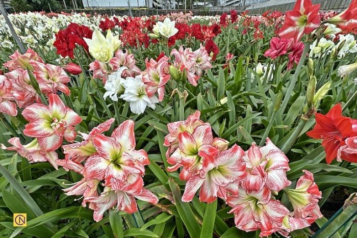 Чарующая красота амариллиса: цветущий рай на Тайване (видео)