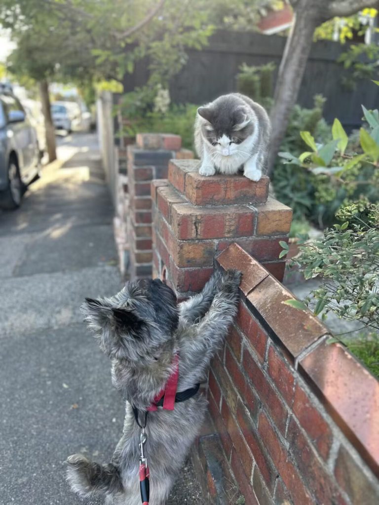 Есть ли у кошек друзья или они всегда соперничают за территорию?