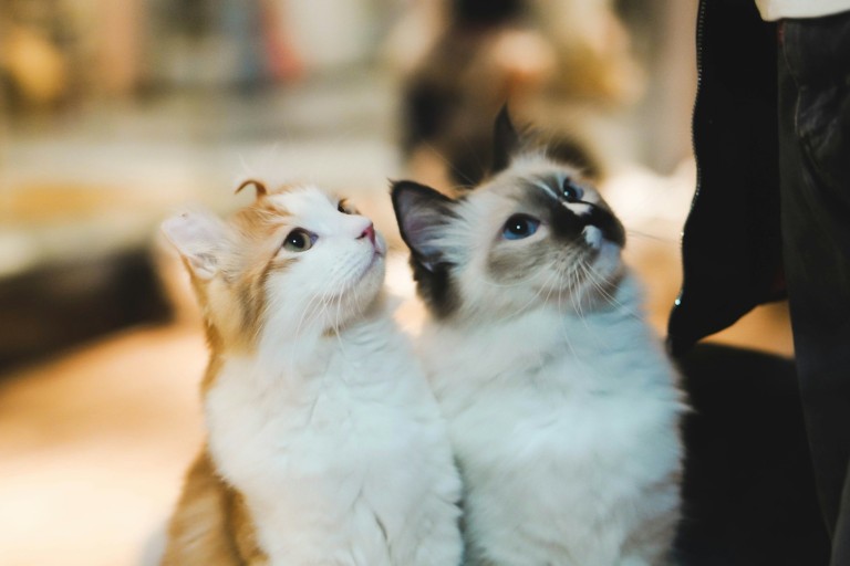 Есть ли у кошек друзья или они всегда соперничают за территорию?