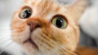Есть ли у кошек друзья или они всегда соперничают за территорию?