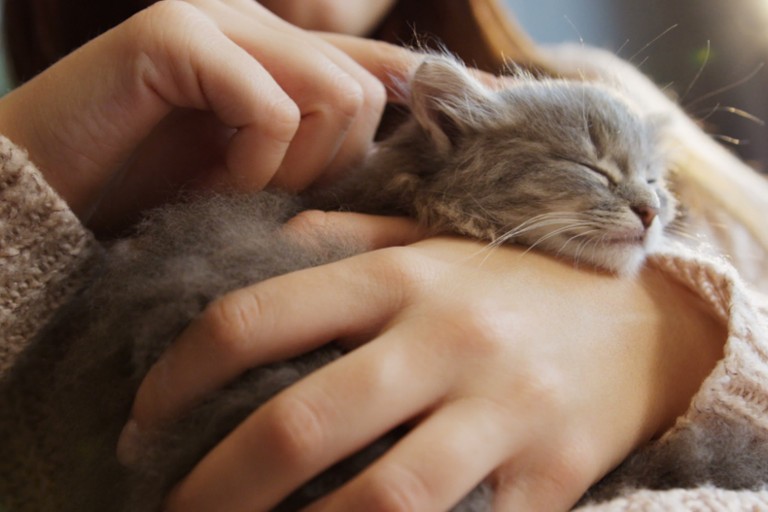 Почему некоторые кошки более аллергенны, чем другие? Дело не в длине их шерсти