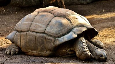 В Филадельфийском зоопарке впервые родились детёныши у столетних галапагосских черепах
