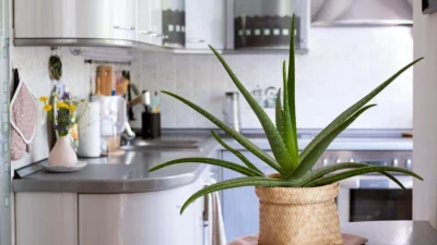 Алоэ вера — универсальный природный целитель