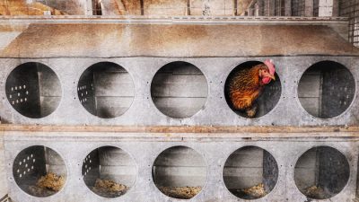 Курица в курятнике на яичной ферме в Уильямстоне, штат Мичиган, 8 февраля 2023 года. (Matthew Hatcher/AFP via Getty Images)