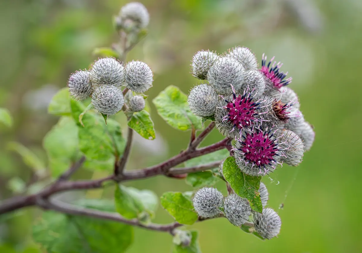 Лучшие весенние тонизирующие средства — это сорняки