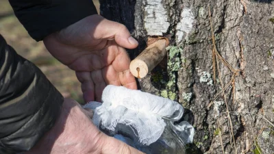 Берёзовый и кленовый соки — жидкое золото северных стран (рецепты)