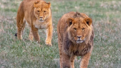 Colorado Sanctuary спасает заброшенных животных из зоопарка и выпускает их на свободу