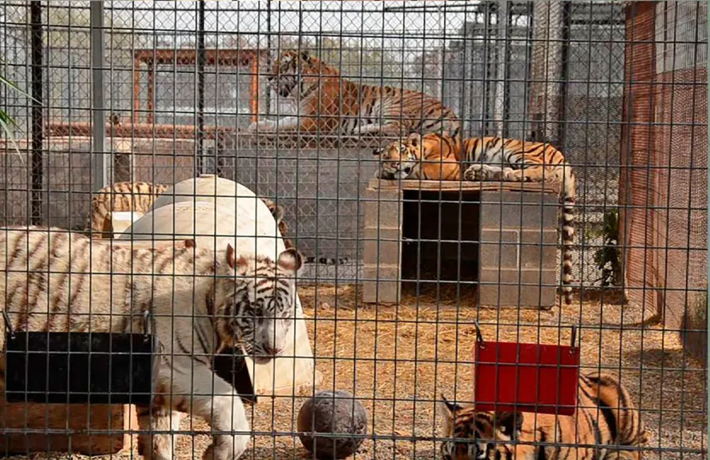 Colorado Sanctuary спасает заброшенных животных из зоопарка и выпускает их на свободу