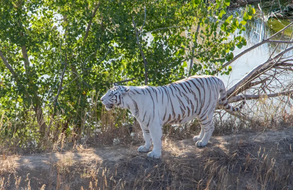 Colorado Sanctuary спасает заброшенных животных из зоопарка и выпускает их на свободу