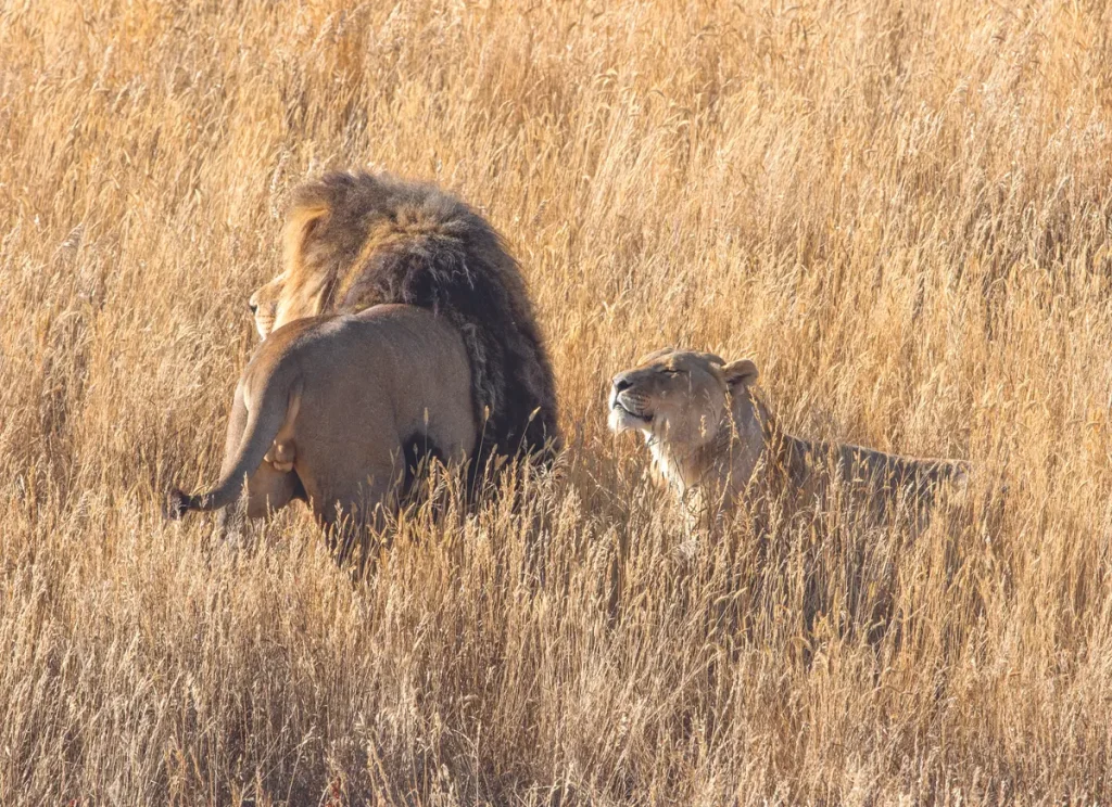 Colorado Sanctuary спасает заброшенных животных из зоопарка и выпускает их на свободу