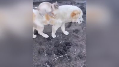 Кот Барсик неразлучен с алабаем Айыу, который катает его на спине (видео)