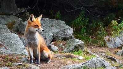 Ветслужба раскладывает приманки с вакциной от бешенства в лесах Подмосковья