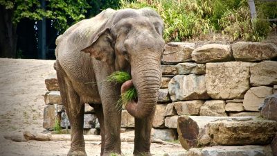 Ресторан в Китае предлагает десерт из слоновьего навоза