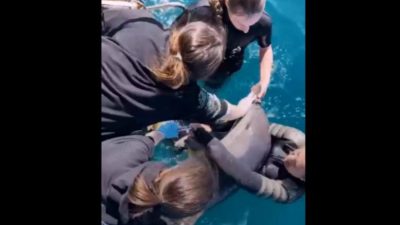 В Крыму волонтёры спасли дельфина, запутавшегося в леске (видео)