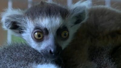 Беби-бум зафиксировали в Бахчисарайском парке миниатюр (видео)