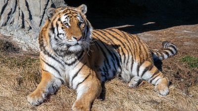 Амурских тигров, нападавших на посёлки в Приморье, увезли в тайгу (видео)