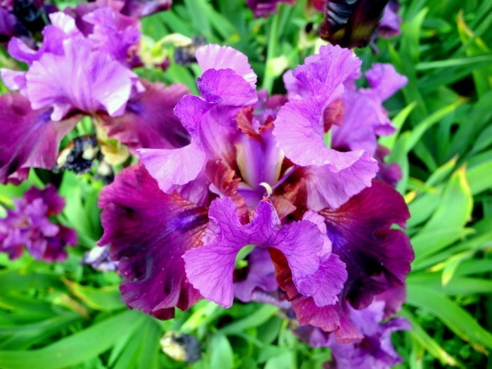 Карнавал ирисов в Никитском саду Большой Ялты