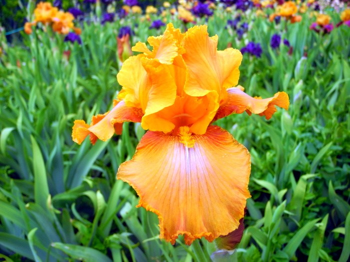 Карнавал ирисов в Никитском саду Большой Ялты