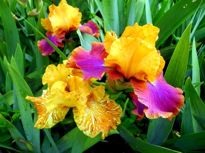 Карнавал ирисов в Никитском саду Большой Ялты