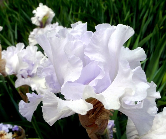 Карнавал ирисов в Никитском саду Большой Ялты