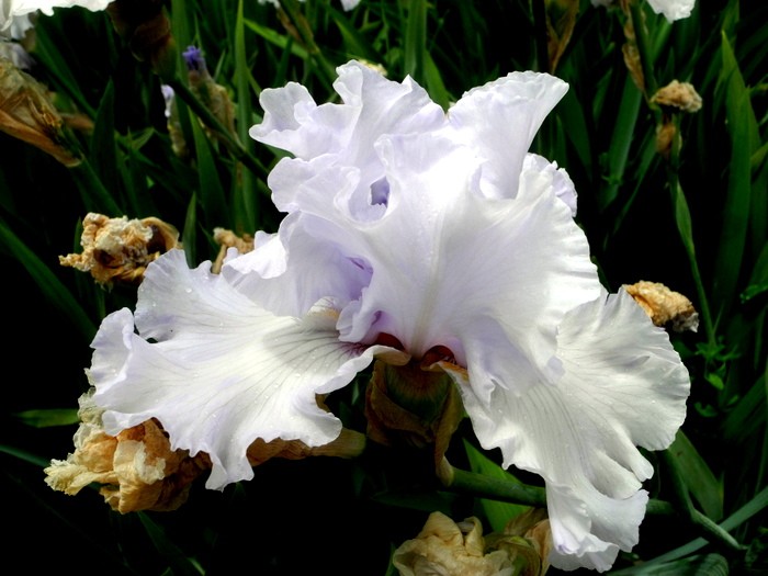 Карнавал ирисов в Никитском саду Большой Ялты