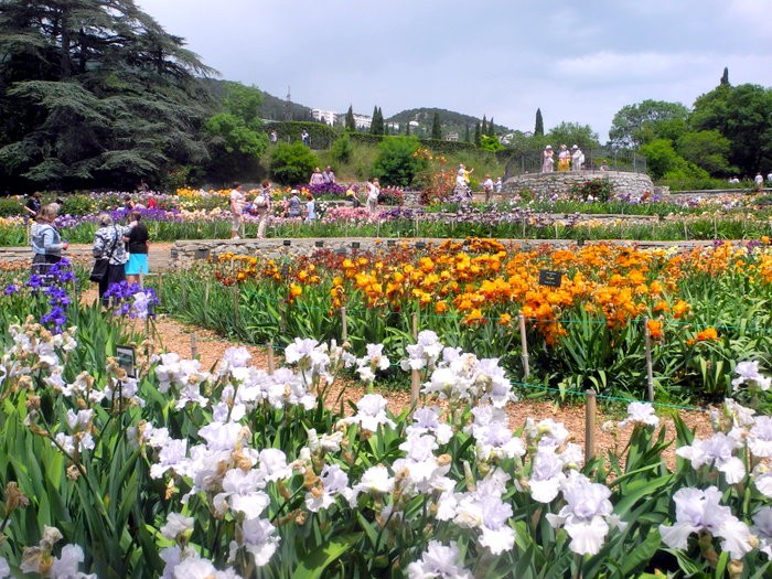 Карнавал ирисов в Никитском саду Большой Ялты