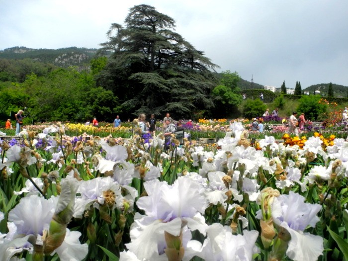Карнавал ирисов в Никитском саду Большой Ялты