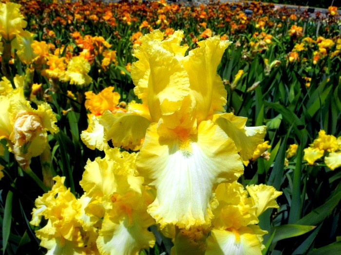 Карнавал ирисов в Никитском саду Большой Ялты