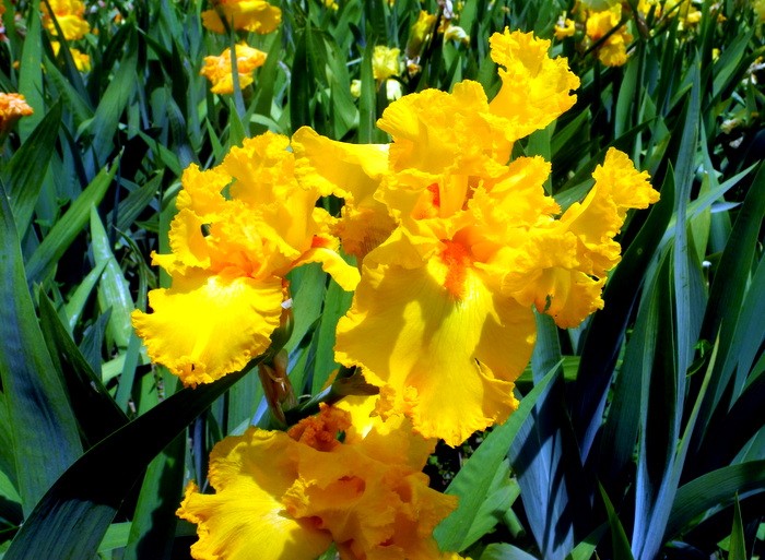 Карнавал ирисов в Никитском саду Большой Ялты