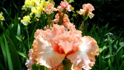 Карнавал ирисов в Никитском саду Большой Ялты